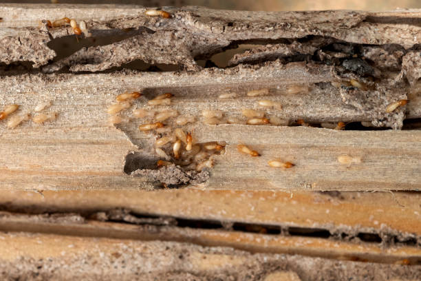 Best Cockroach Control Services  in Andale, KS